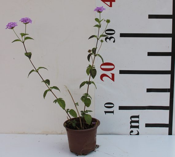 Lantana montevidensis 20-25cm - Image 2