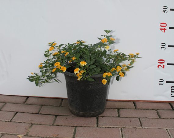 Lantana "yellow" 3PP Bushy