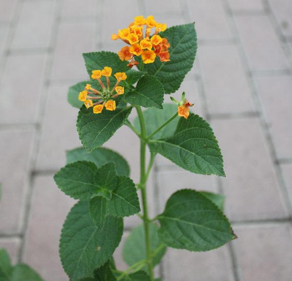 Lantana 'Mix' 30-40 cm - Image 3