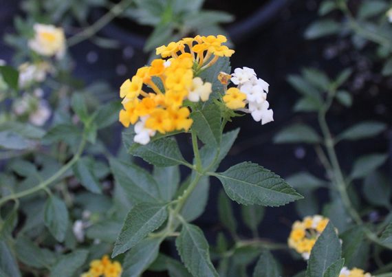 Lantana 'Mix' 30-40 cm - Image 2