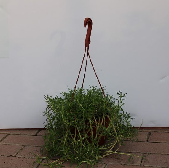 Portulaca  grandiflora Hanging