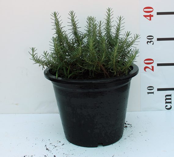 Rosemarinus officinalis 40-50cm