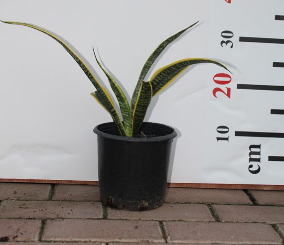 Sansevieria trifasciata 40-50cm