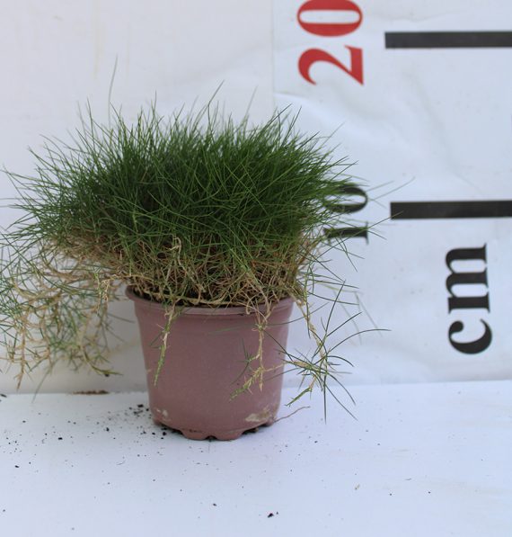 Zoysia Grass 10-15cm