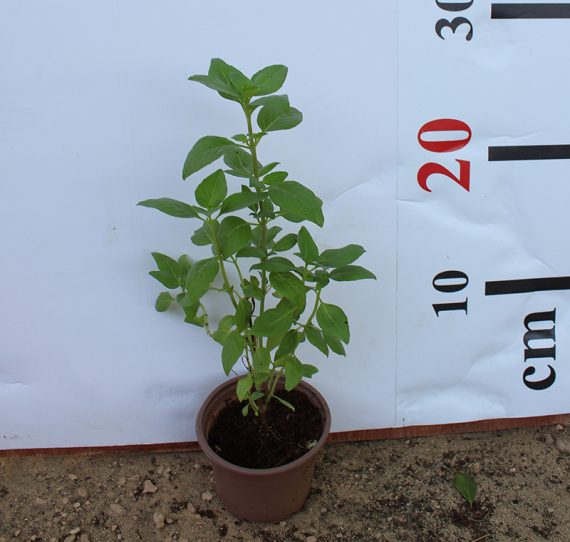 Ocimum bacilicum "Rehan" 25-30cm - Image 2