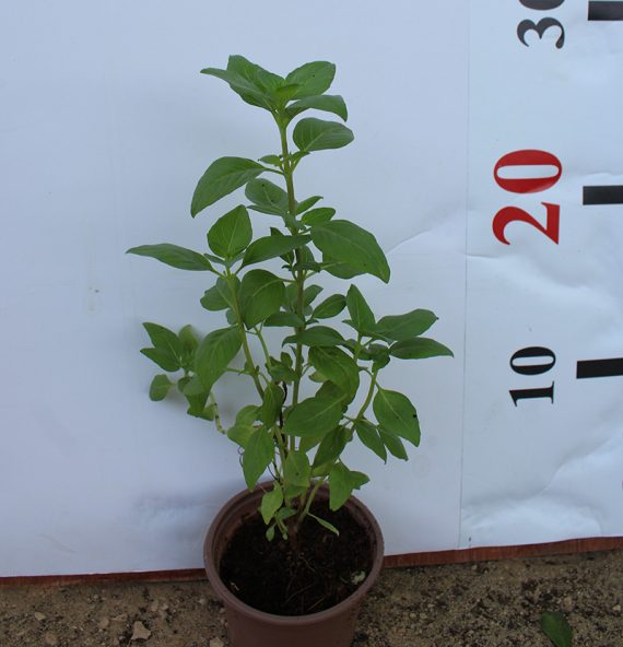 Ocimum bacilicum "Rehan" 25-30cm