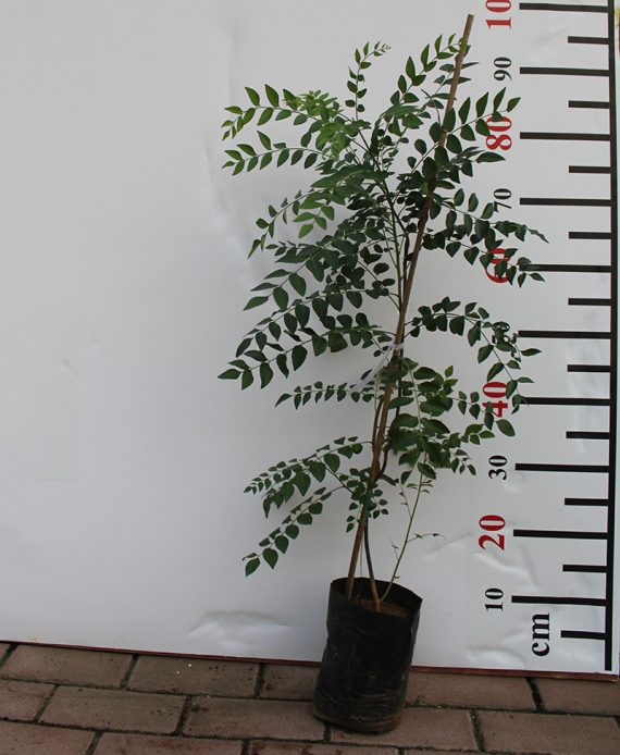 Murraya koenigii "Curry Leaf" 70-80cm