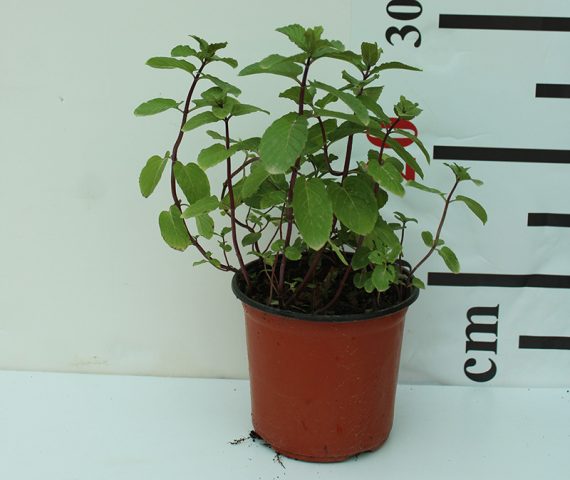 Mint 20-30cm