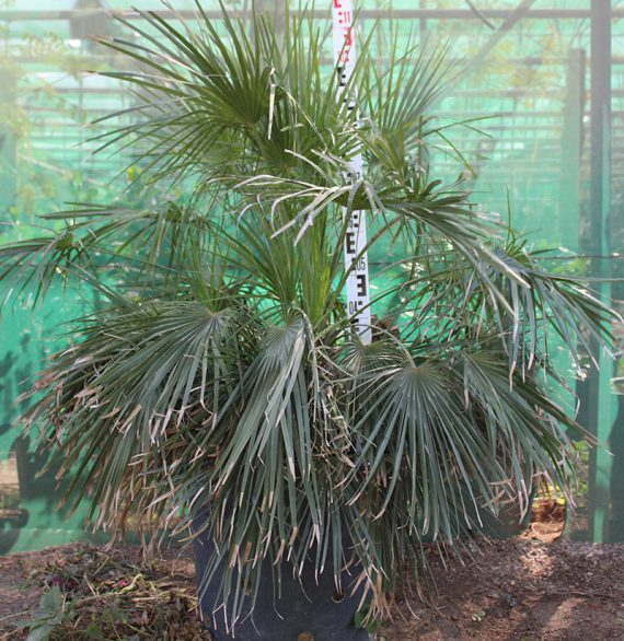 Chamaerops humilis 1.8-2.3m - Image 2