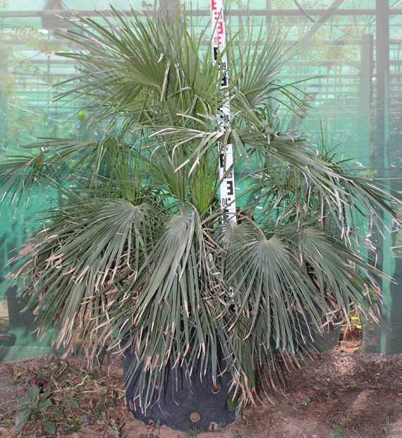 Chamaerops humilis 1.8-2.3m