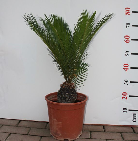 Cycas revoluta 80-100cm