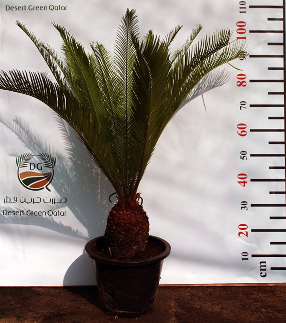 Cycas revoluta 80-100cm - Image 4