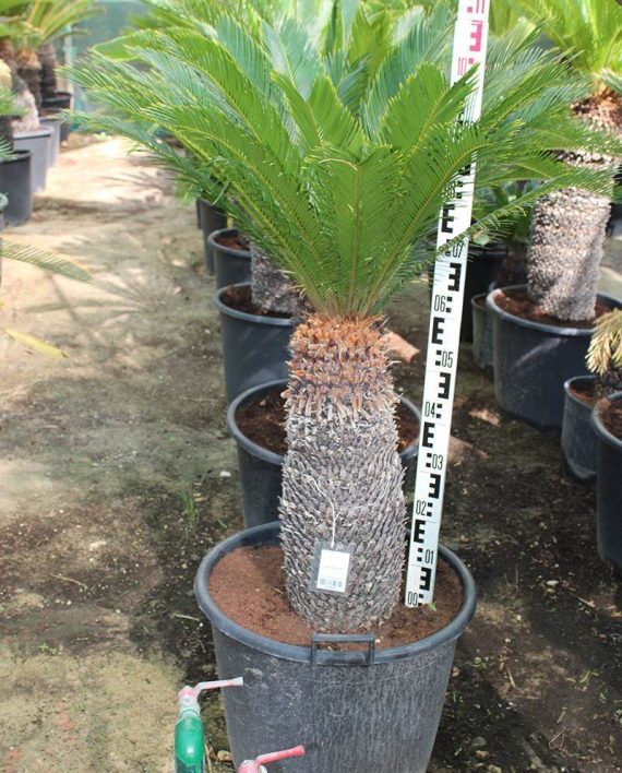 Cycas revoluta 70-80cm - Image 3