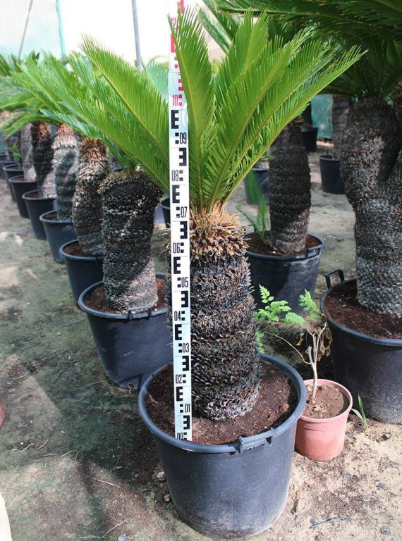 Cycas revoluta 70-80cm - Image 2