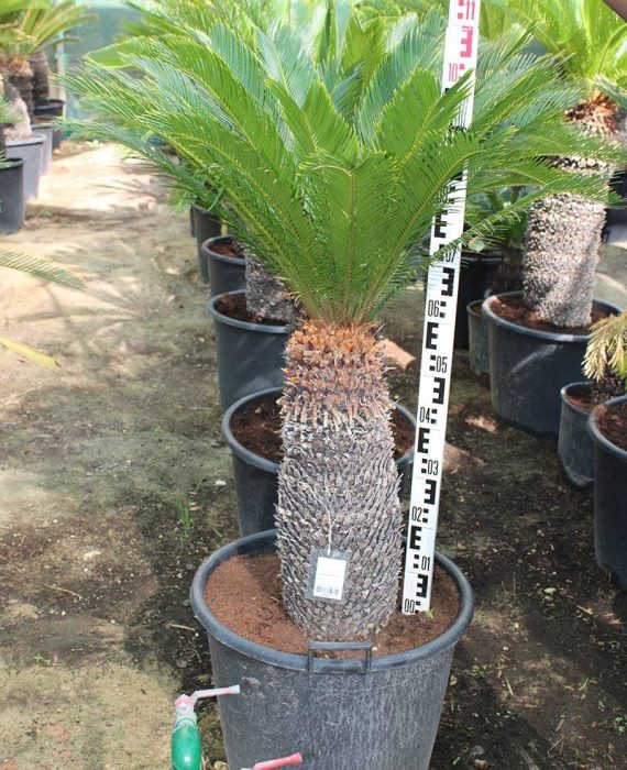 Cycas revoluta 70-80cm