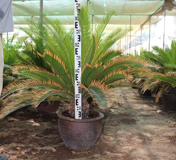 Cycas revoluta 60-70cm