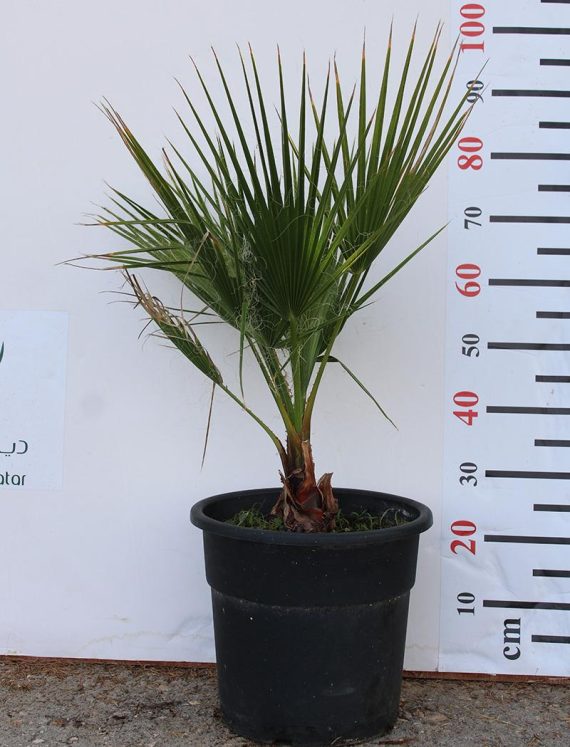 Washingtonia robusta