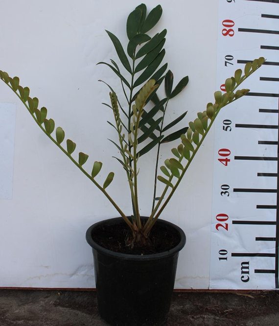 Zamia furfuracea