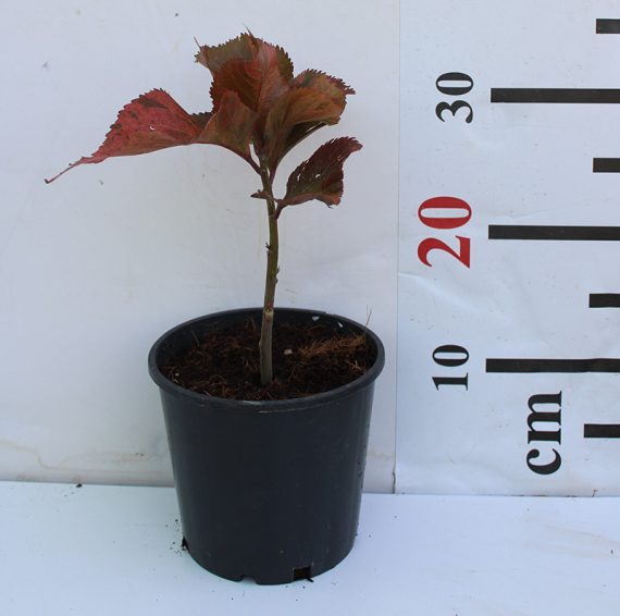 Acalypha wilkesiana 15-20cm