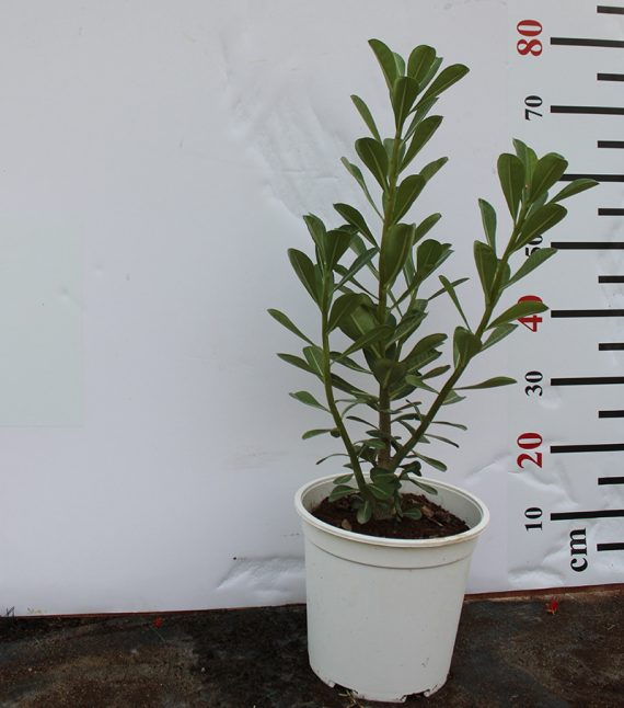 1/ Adenium obesum 30-35cm
2/ adenium obesum ht 1.5 m - Image 2