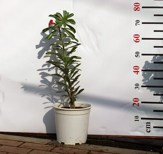 1/ Adenium obesum 30-35cm
2/ adenium obesum ht 1.5 m - Image 3