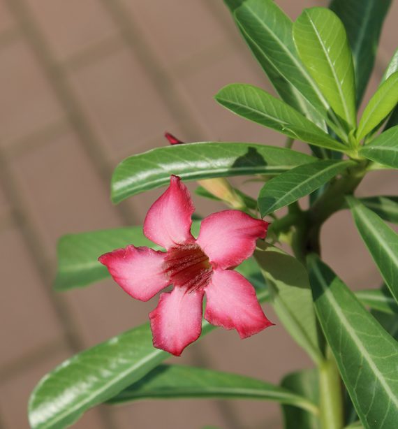 Adenium obesum 30-35cm - Image 4