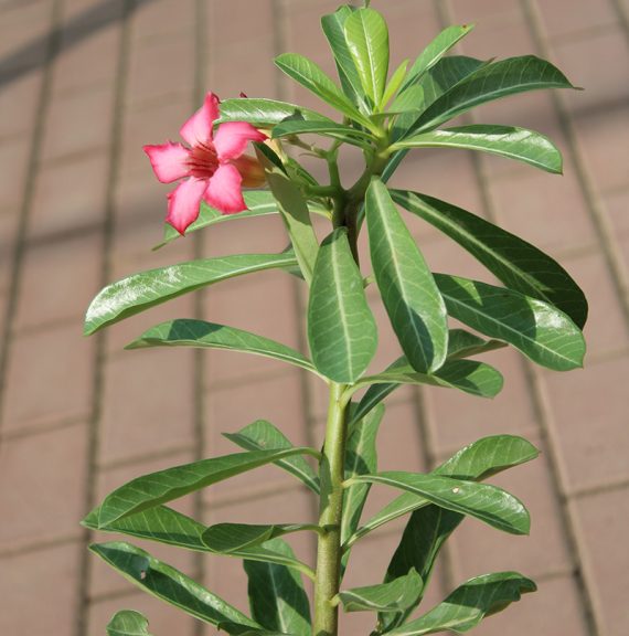 Adenium obesum 30-35cm - Image 3