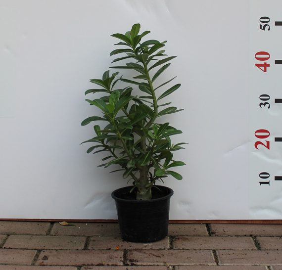 Adenium obesum 30-35cm - Image 2