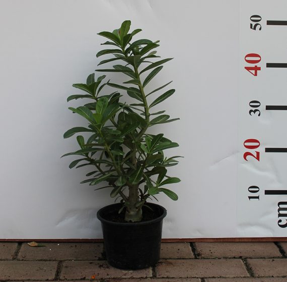 Adenium obesum 30-35cm