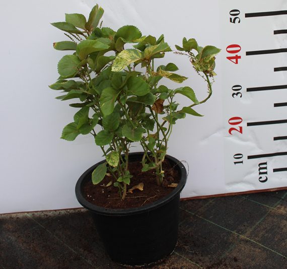 Acalypha wilkesiana 50-60cm