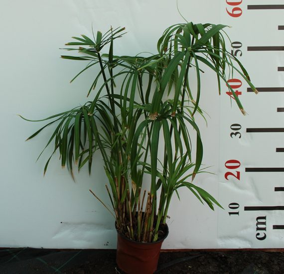 Cyperus alternifolius 40-50cm - Image 2