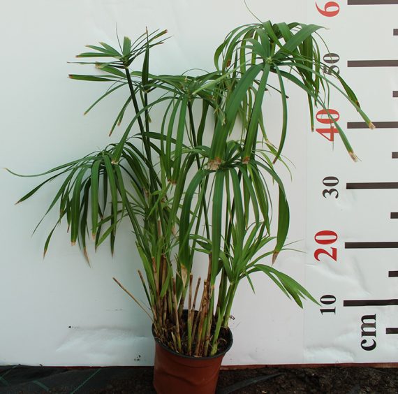 Cyperus alternifolius 40-50cm