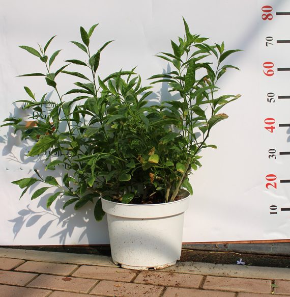 Cestrum nocturnum 80-100cm - Image 2