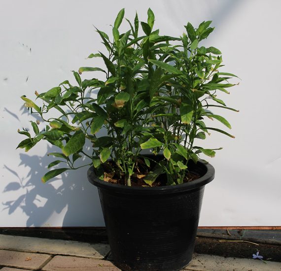 Cestrum nocturnum 80-100cm