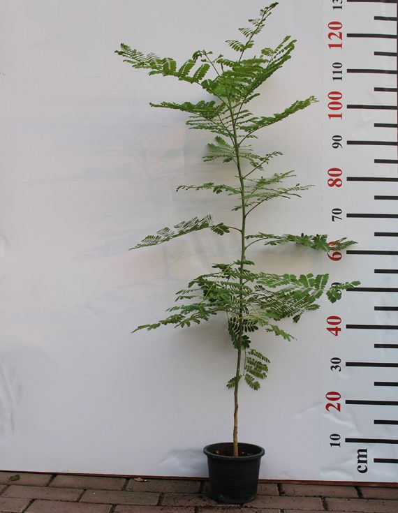 Caesalpinia pulcherrima 80cm