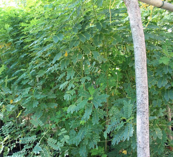 Cassia glauca 50-70cm - Image 4