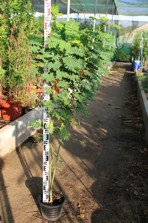 Cassia glauca 50-70cm - Image 3