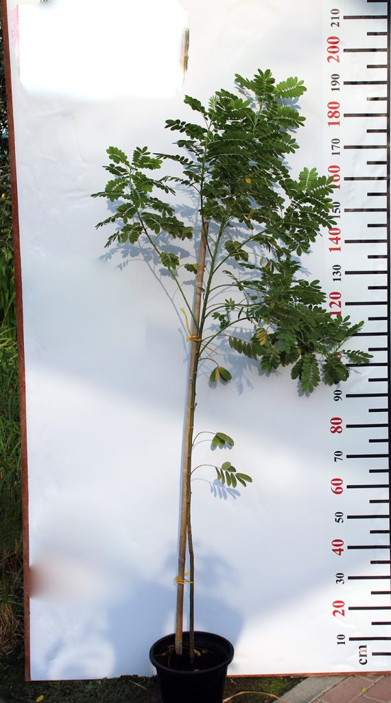 Cassia glauca 50-70cm