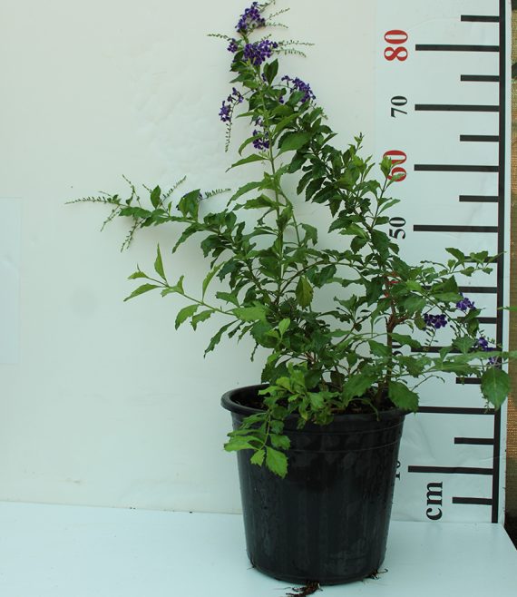 Duranta erecta "Green" 60-70cm