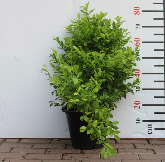 Duranta (Repens Golden) 50-60cm