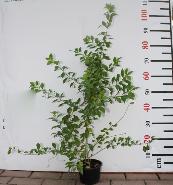 Duranta "Green" 40-50cm