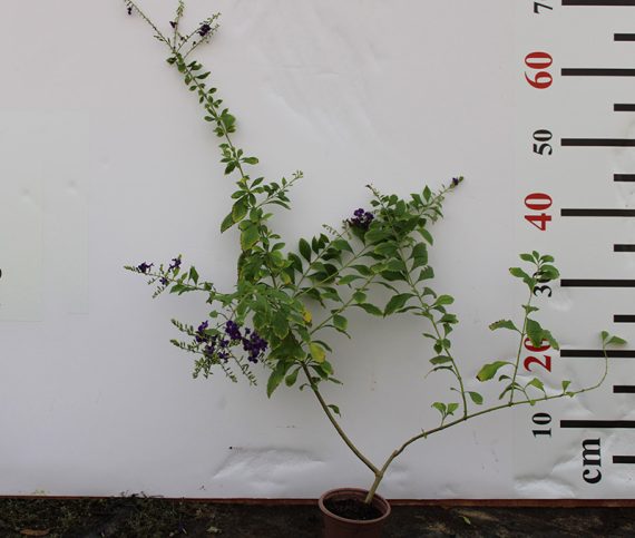 Duranta erecta "Green" 20-25cm