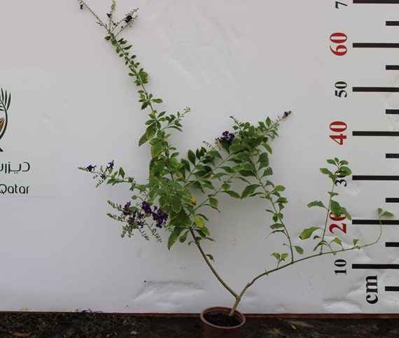 Duranta erecta "Green" 20-25cm - Image 2