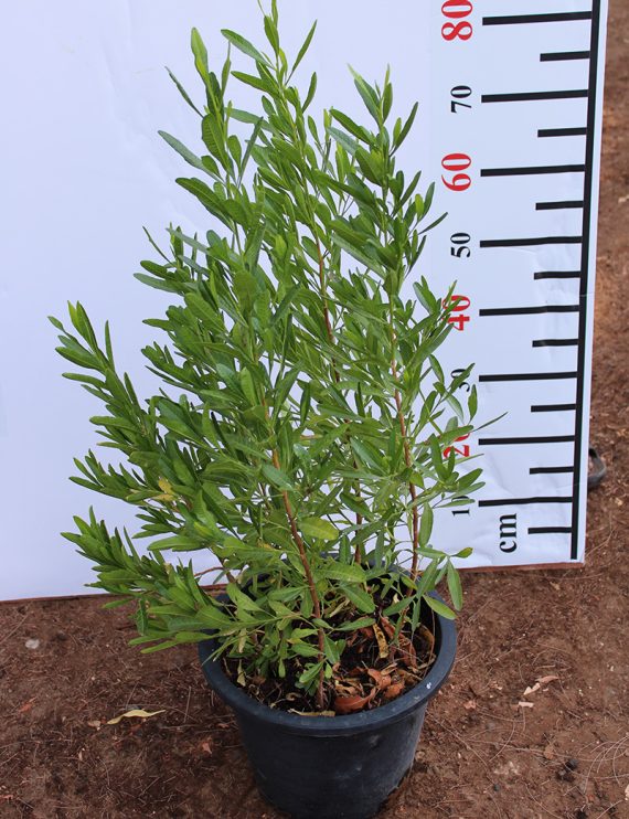 Dodonaea viscosa 80-100cm - Image 4