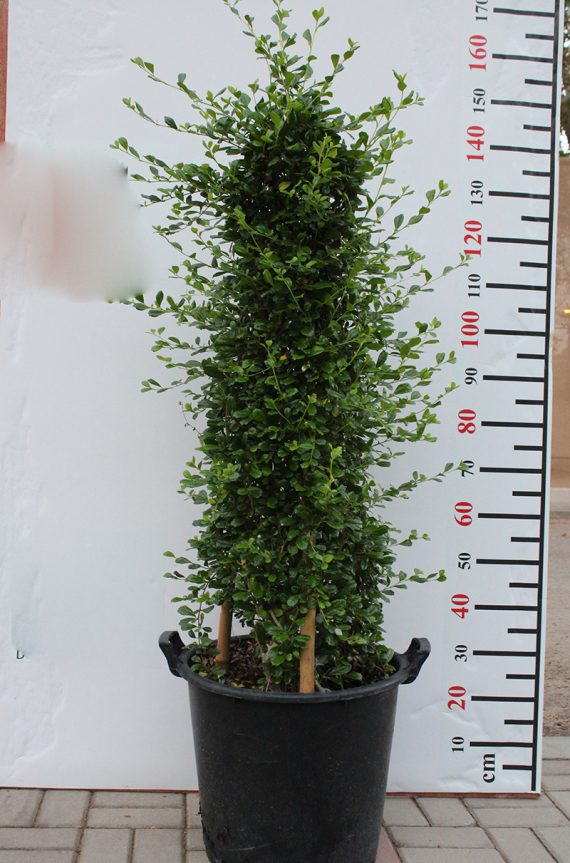 Ehretia Cone Shape(Calypot) 1m