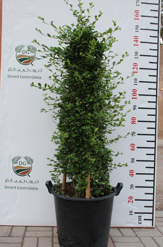 Ehretia Cone Shape(Calypot) 1m - Image 3