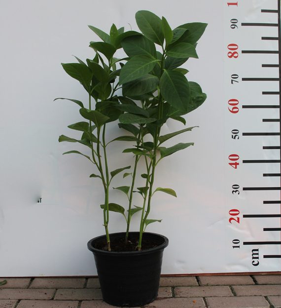 Eranthemum "Purpurea" 60-80cm