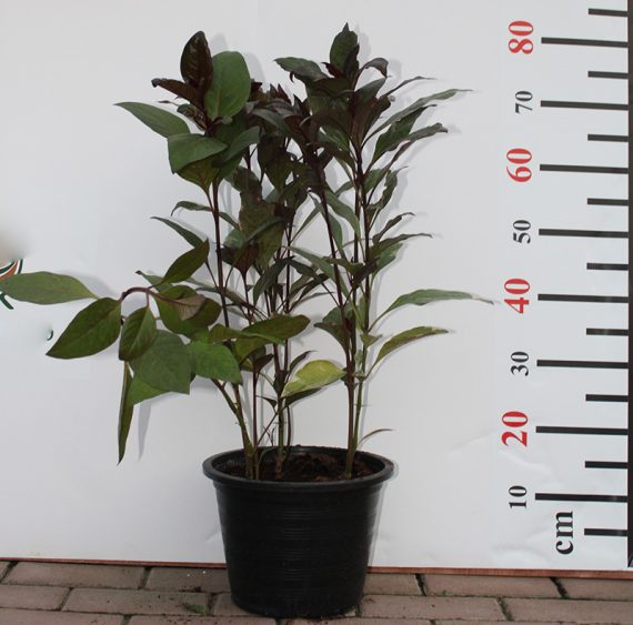 Eranthemum "Purpurea" 60-80cm - Image 2