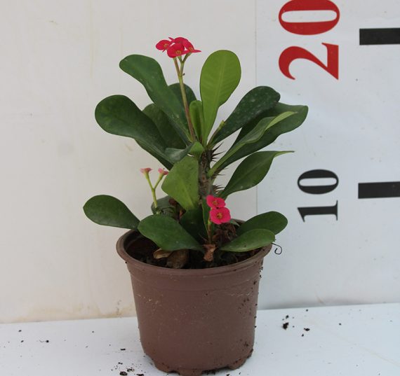 Euphorbia millii 15-20cm