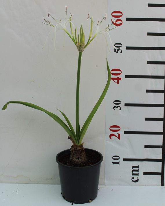 Hymenocallis littoralis 30-40cm